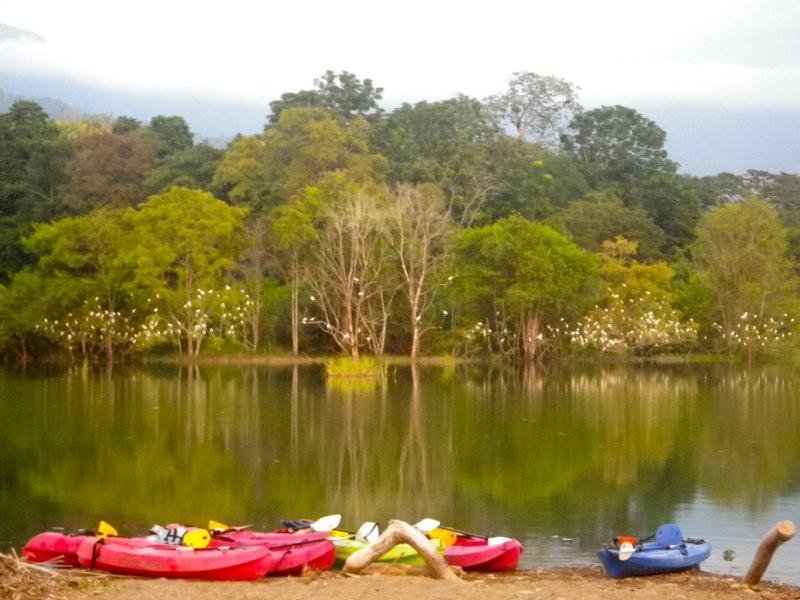 Pineapple Kayak Tours Pineapple Kayak Tours