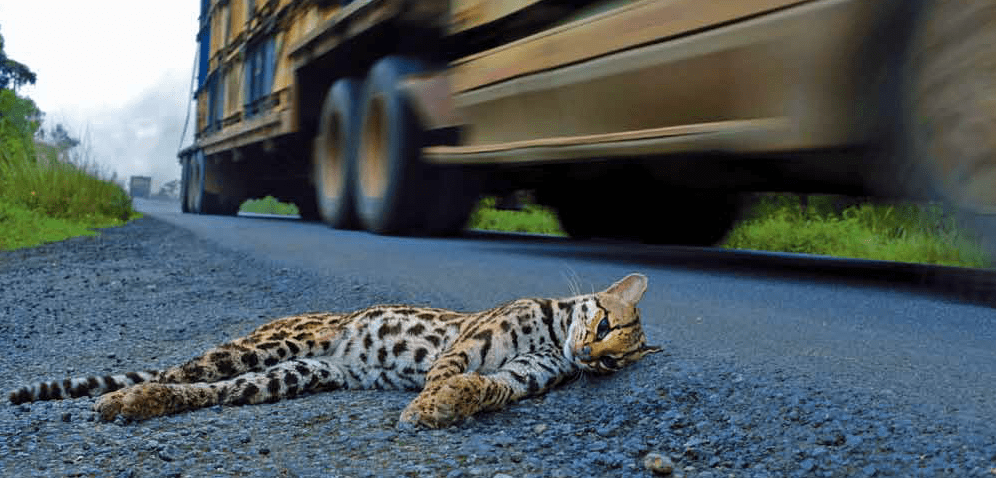 Slow down! Animals Crossing The Road -Osa,Costa Ballena- Ballena Tales