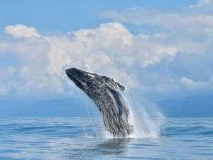whale watching tour costa rica