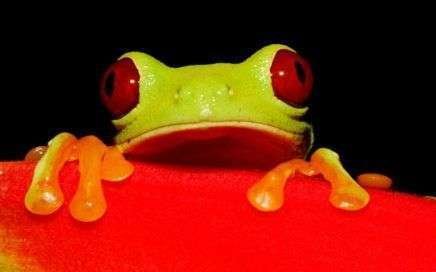 Reptilandia: exotische Amphibien im Reptilienpark 1 Red eyed frog