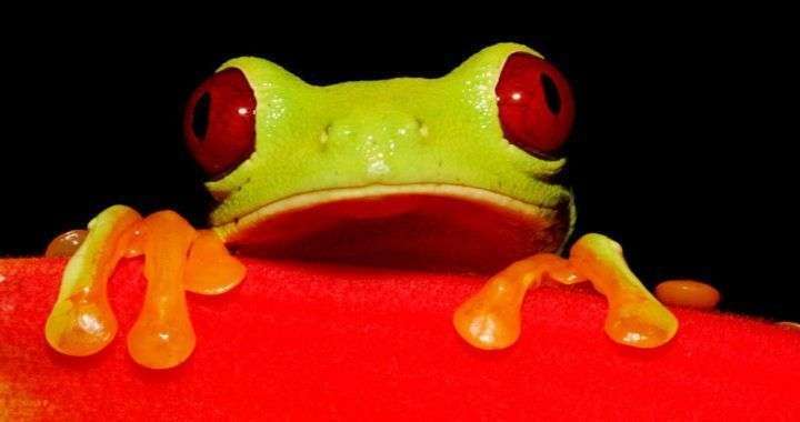 Red eyed frog
