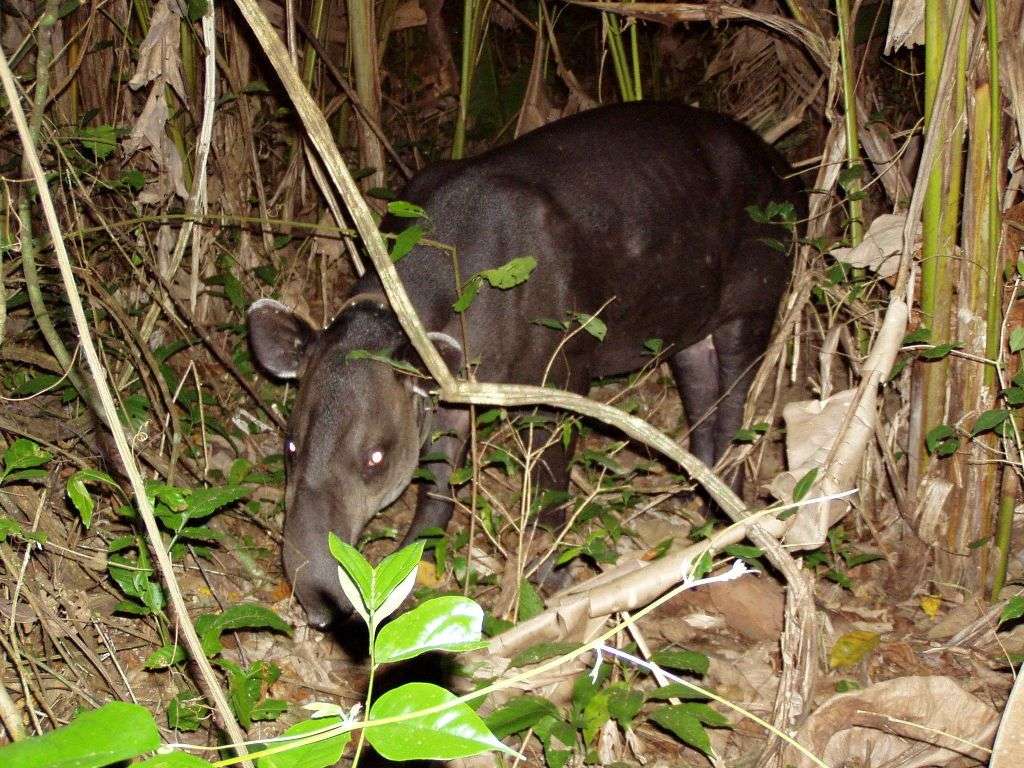 Danta - Tapir
