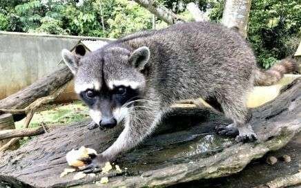Tommy, the rescued Raccoon 19 Tommy, el racoon mapache