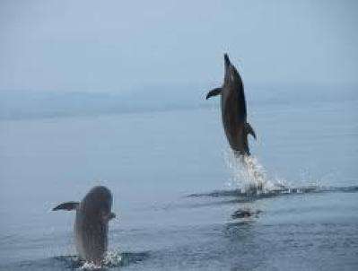 Wal- und Delfinbeobachtungstouren in Costa Rica 1