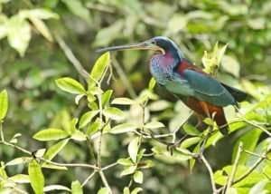 Ojochal - Ein kulinarisches Reiseziel 7 garzas, Herons stalking by the river- Costa Ricas special Birds