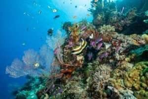 Ojochal - Ein kulinarisches Reiseziel 9 coral reef