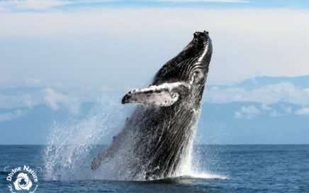 The call of the whales at Marino Ballena National Park 3 the call of the whales - el llamado de las ballenas