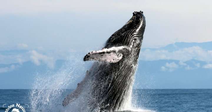 the call of the whales - el llamado de las ballenas