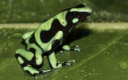 La rana venenosa verdinegra, una preciosa joya 5 Dendrobates-granuliferus-rana venenosa verde - poisonous green frog Costa Rica