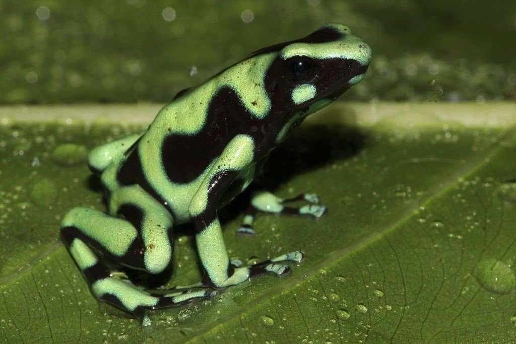 The Green-black Poison Frog, Beautiful Jewel Of Costa Rica