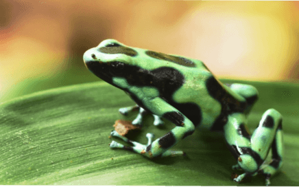 La rana venenosa verdinegra., poisonous green frog, green-black poison frog