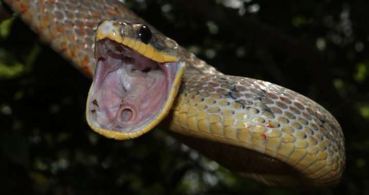 bird snakes, La serpiente mica pajarera