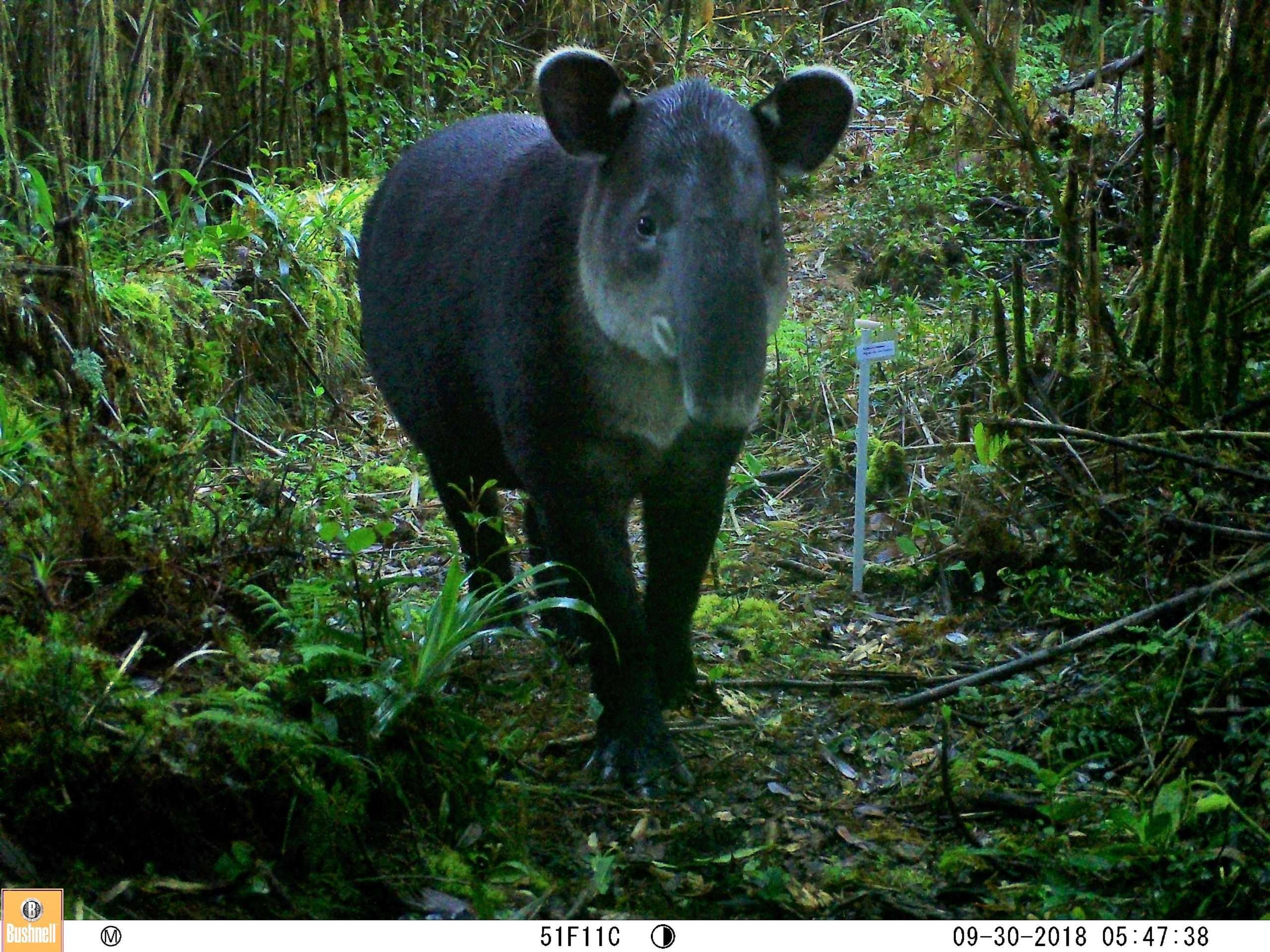 path of tapir - corredor biológico paso de la danta