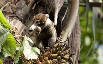 Wild Animals Have Social Bubbles 8 Burbuja Social en la vida silvestre, Wildlife Social Bubbles