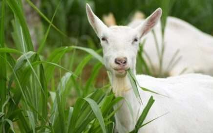 Aprisco La Hortensia – A Healthy Tale of Goats 7 Un cuento de cabras – A Tale of Goats