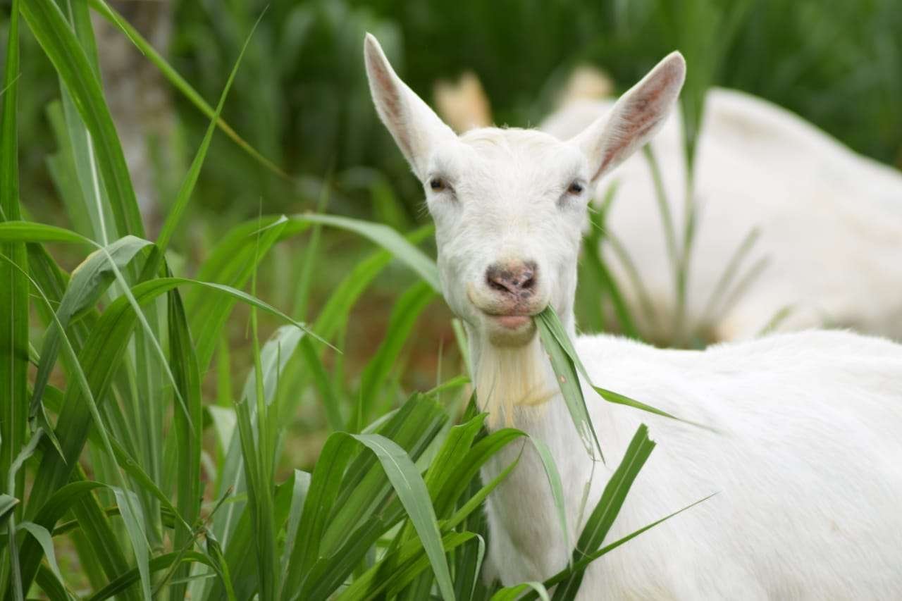 Aprisco La Hortensia – A Tale of Goats Aprisco La Hortensia – A Tale of Goats