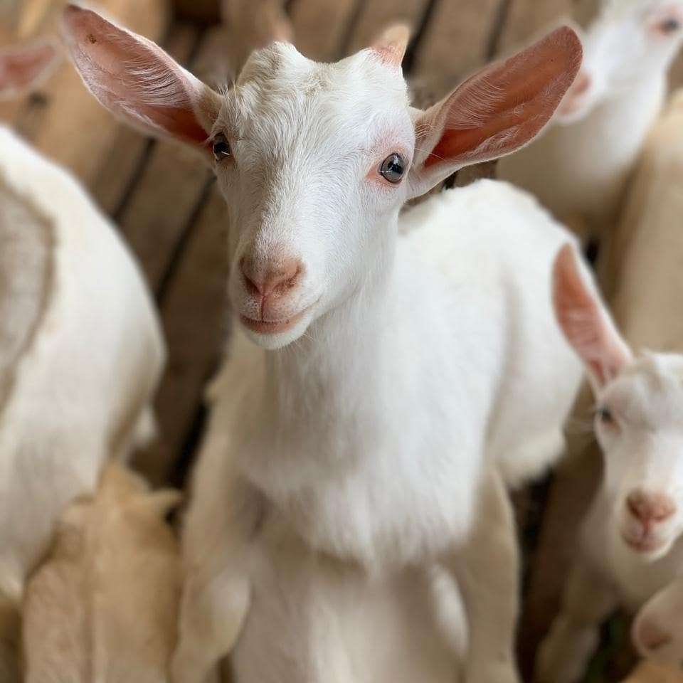 Aprisco La Hortensia – A Healthy Tale of Goats 8 Aprisco La Hortensia – A Healthy Tale of Goats 2