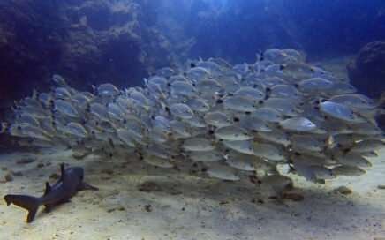 Descubriendo la maravillosa biodiversidad submarina 4 Descubriendo la maravillosa biodiversidad submarina
