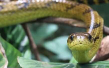 Fast and agile Tiger ratsnakes: puffing but not bluffing 15 rata tigre -Tiger ratsnakes