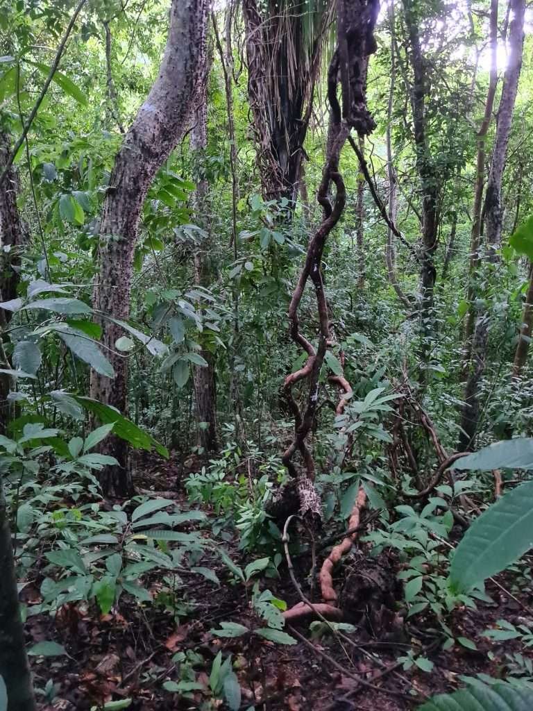 south ki tarzan