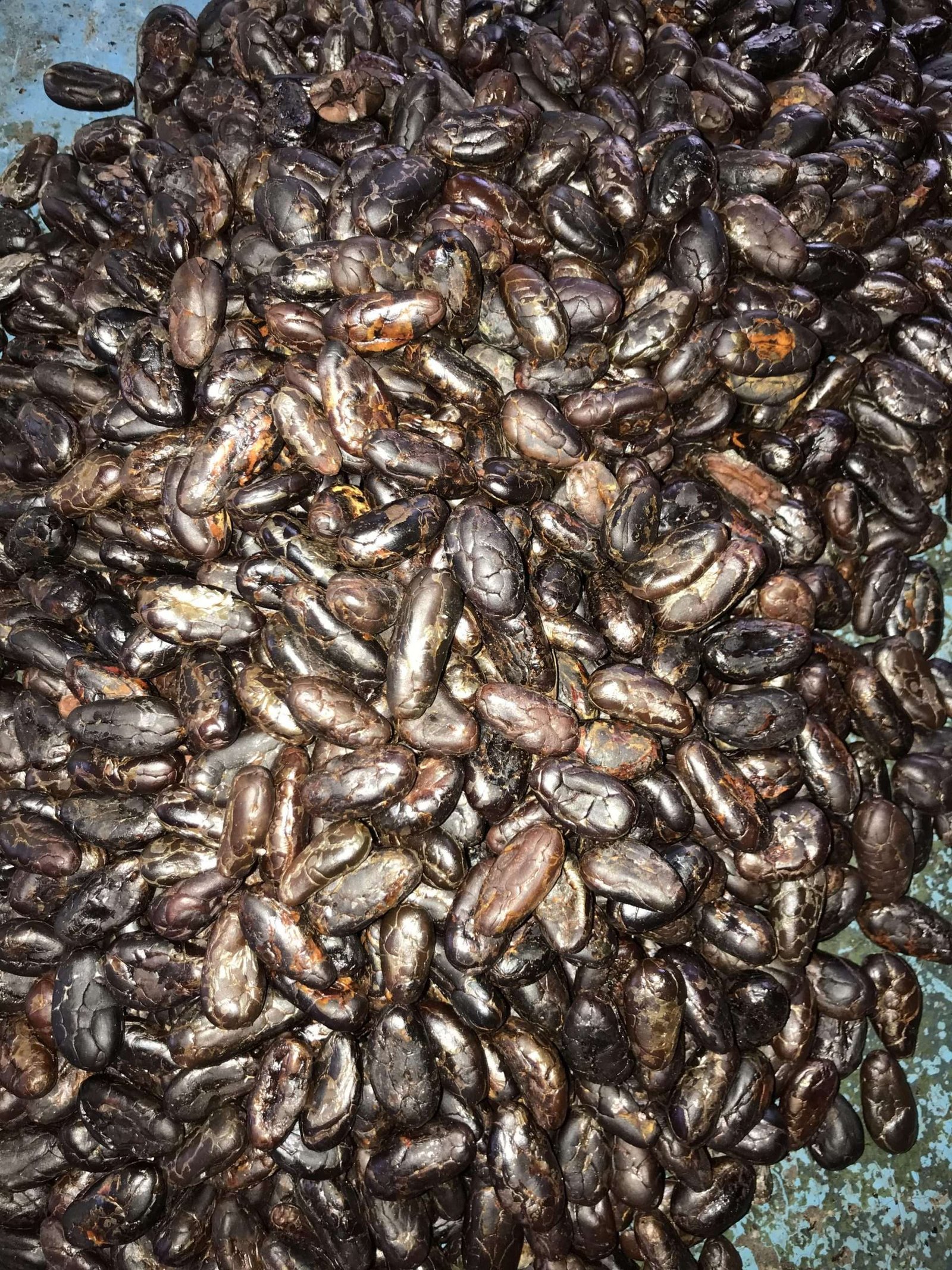 CACAO PURA MUBA (7) Der beste Kakao kommt aus Costa Rica