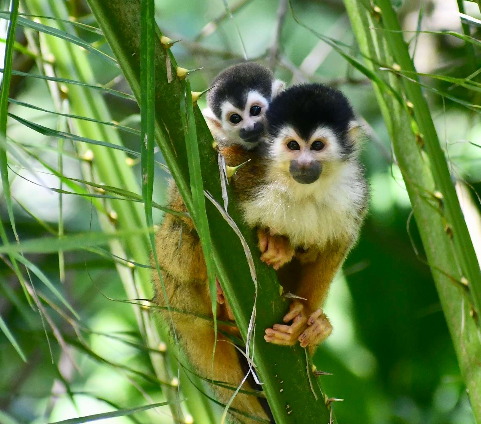 Sierpe Mangrove Boat Tour Costa Rica 1