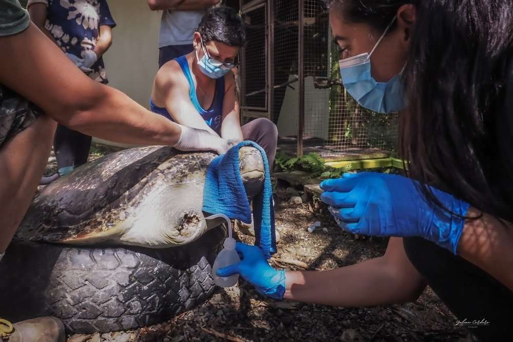 LECHUGA A TURTLE’S STORY LECHUGA A TURTLE’S STORY