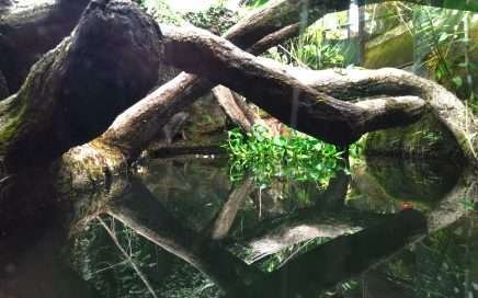 Die Gehege im Reptilandia-Park: Tierfreundlich und modern 2021 6 Die Gehege im Reptilandia-Park: Tierfreundlich und modern 2021 4
