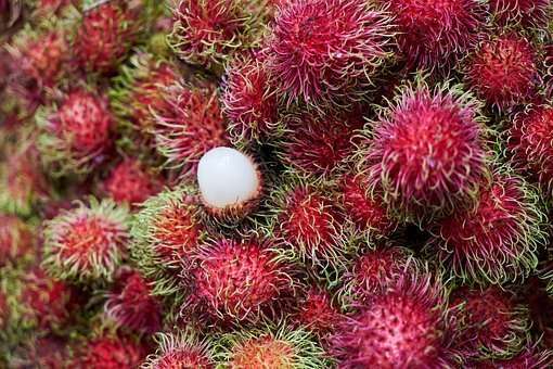 Die tropische Vielfalt Costa Ricas- Früchte die man probiert haben muss!