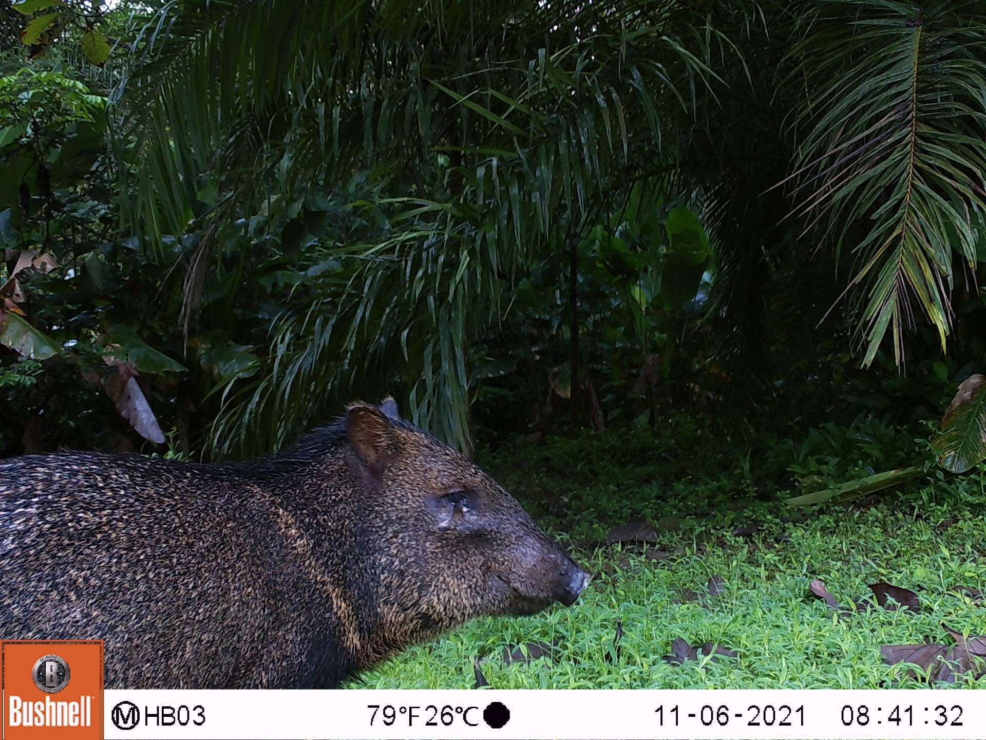 Blind Peccary caught on trail camera