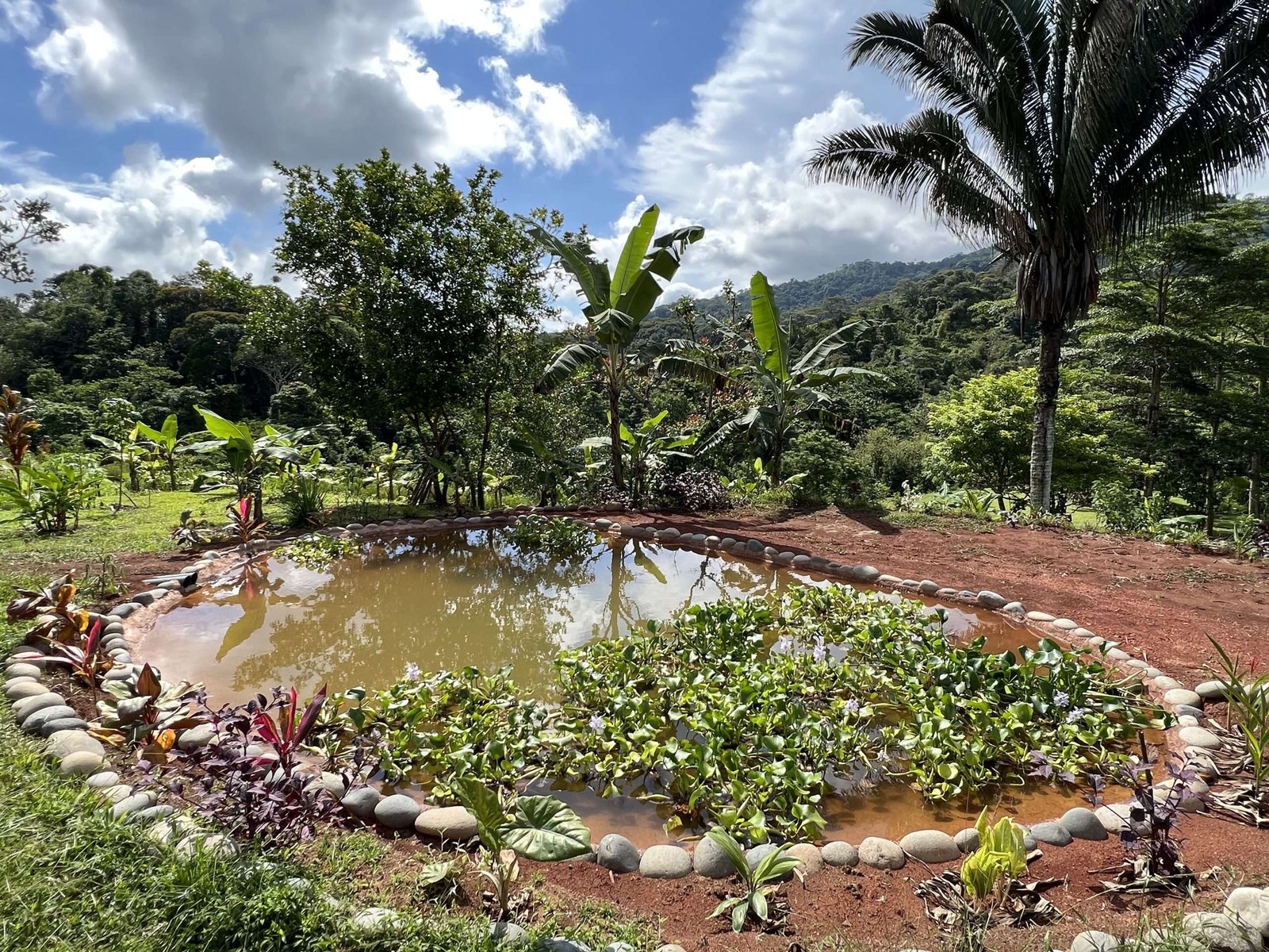 Estanque Biodiversidad: Estanque