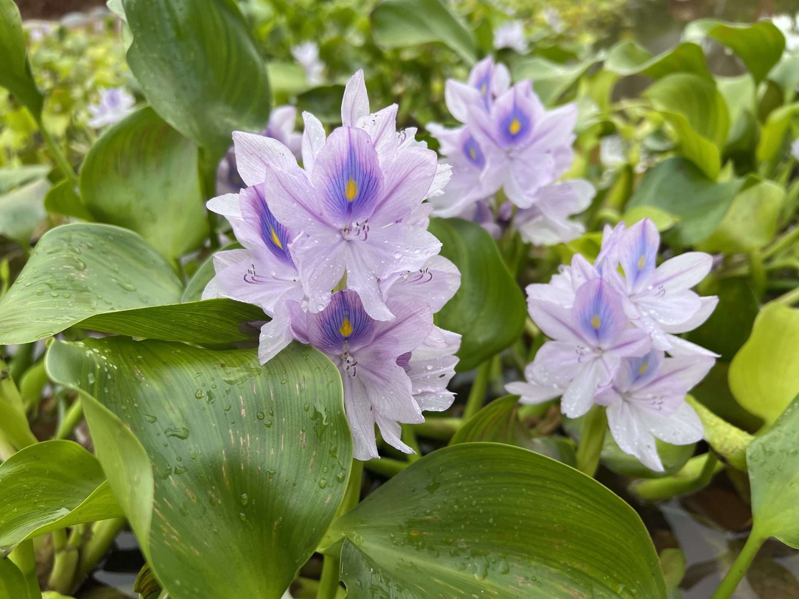 Biodiversidad: Jacintos de agua