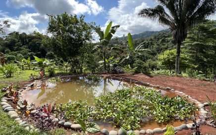 Great Way to Increase Biodiversity: A Pond