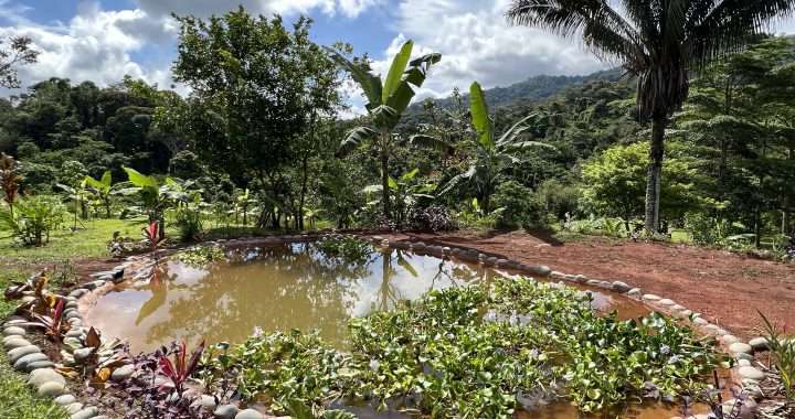Great Way to Increase Biodiversity: A Pond