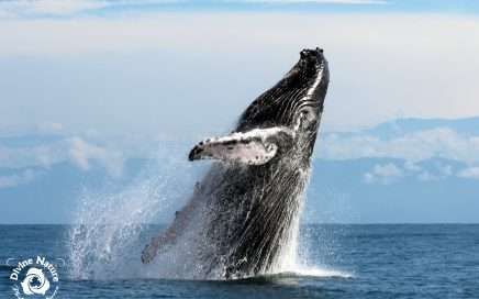 Whale jump - Sierra Goodman