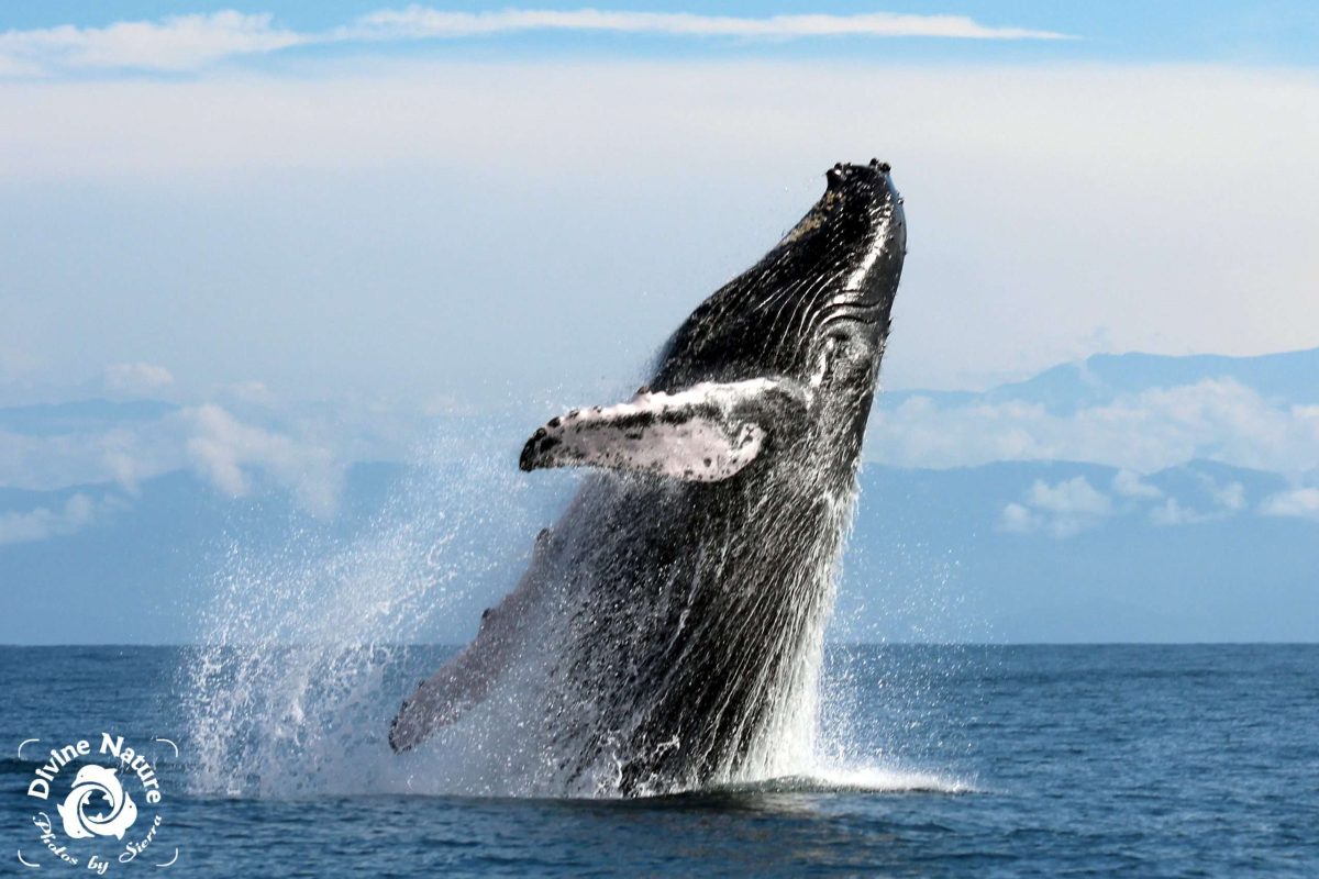 Whale jump - Sierra Goodman
