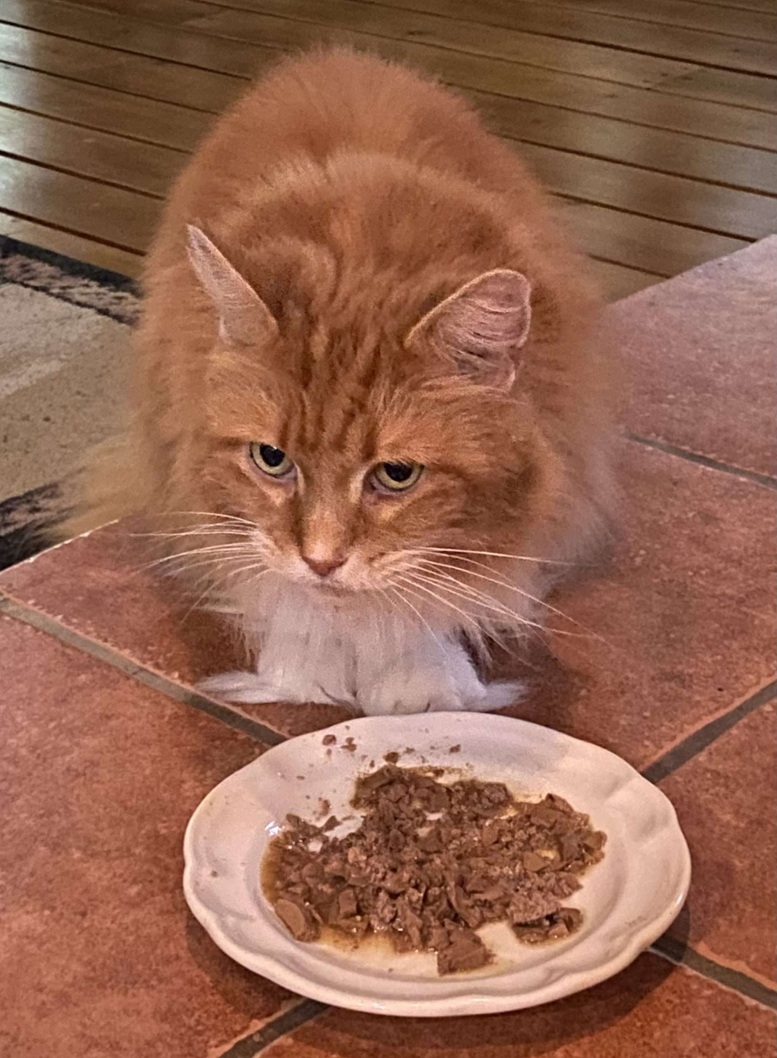 Cat Food – Canned Food vs. Dry Food Cat Food - Canned Food vs. Dry Food