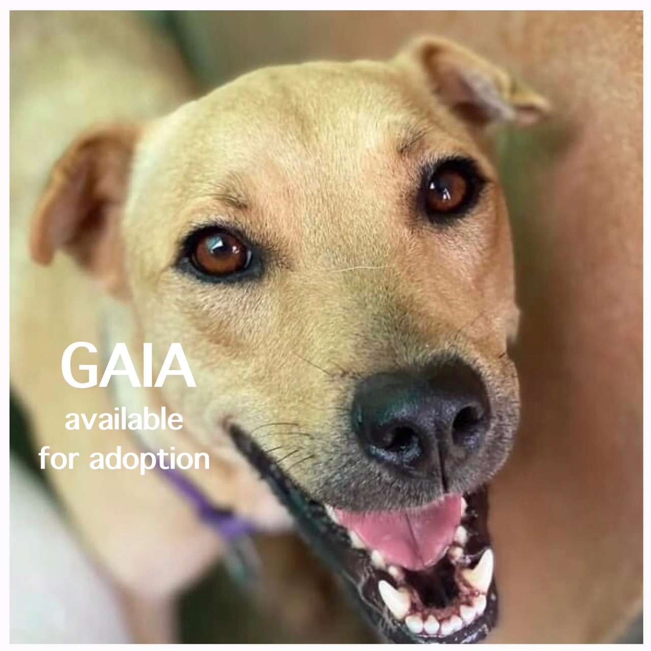 Cats and Dogs Need Your Help - Gaia