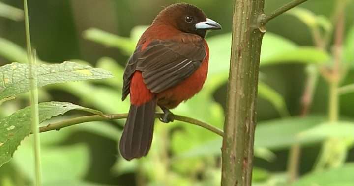 New Bird Species in Costa Rica - Crimson-Backed Tanager