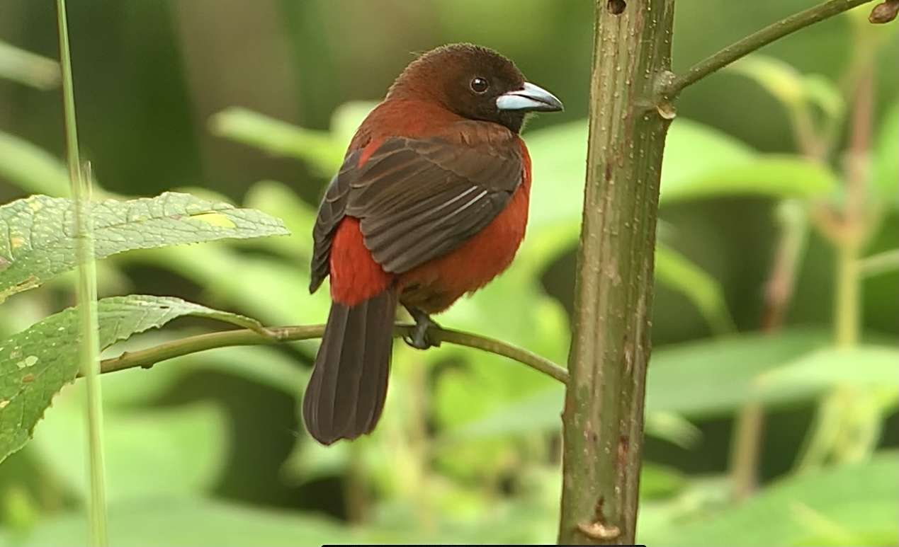 New Bird Species in Costa Rica - Crimson-Backed Tanager
