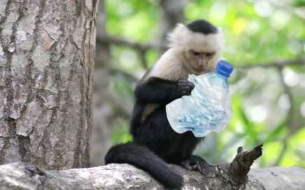 Protecting Nature - Monkey with a plastic bottle