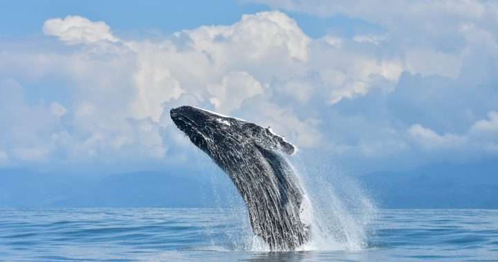 Whale - Divine Nature