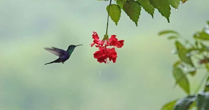 Hummingbird - Who Is up for Spring?
