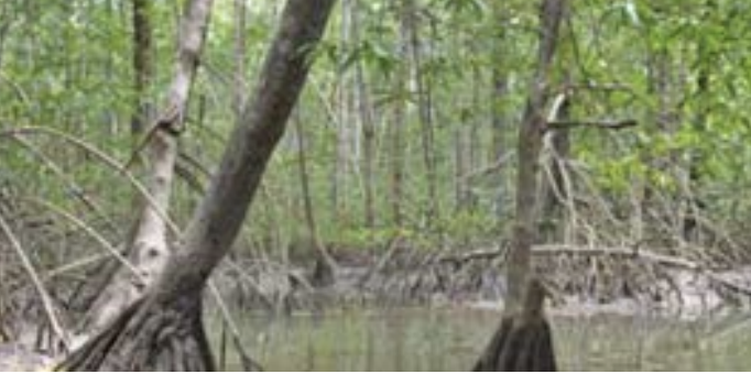 Sierpe mangroves 8