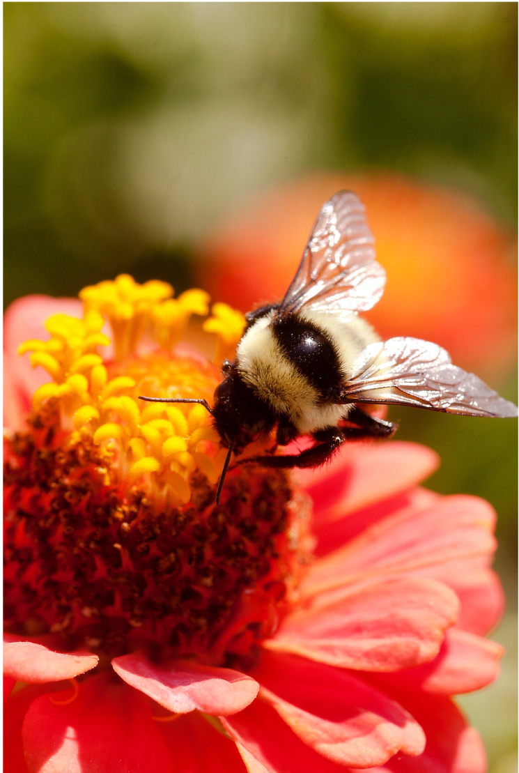 The Bees – a Beautiful Example 1