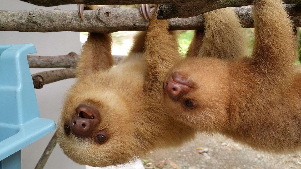 Sloth: someone totally overcome by cuteness! 1