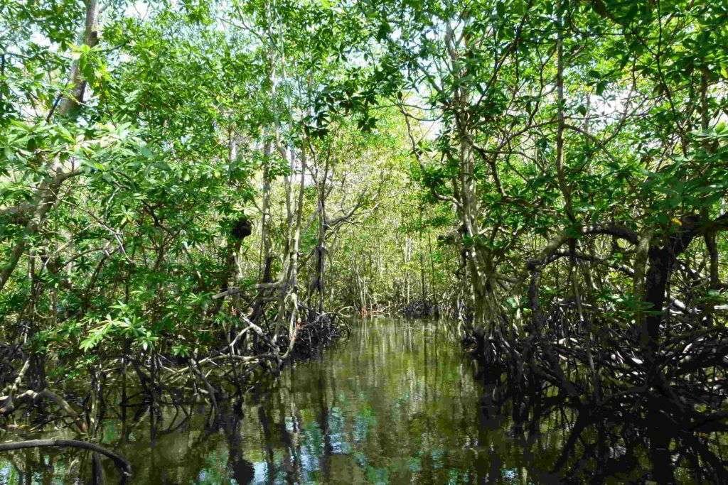The Terraba-Sierpe Mangroves, the Nurseries of the Sea 2 Mangroven, Manglar Sierpe, Osa Costa Rica